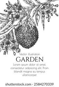 Vector banner of a branch with durian fruits and blossoms in engraving style. Grocery store brochure. Fresh farm fruits. Organic farming. Nutrition banner, healthy eating