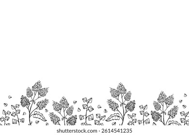 Vector banner with Buckwheat plant sketch for text. Hand drawn engraved background with buckwheat branch, seeds, fruits. Design card for grain harvest, agriculture, food, carbohydrate, porridge, tea