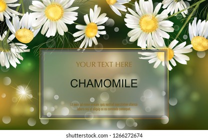 Vector banner with chamomile flowers for invitation, packaging, cosmetics, perfume, healthy food. Space for text.