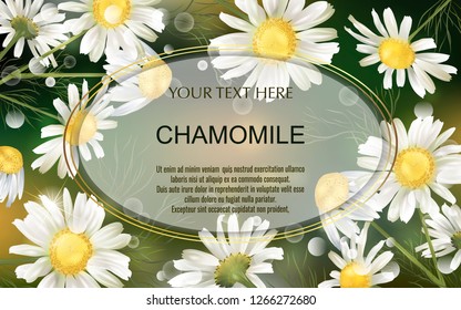 Vector banner with chamomile flowers for invitation, packaging, cosmetics, perfume, healthy food. Space for text.