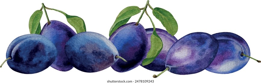 Vector banner dark blue plums in a rows, white background, watercolor illustration, for card, invitation, design, backgrounds, cosmetics