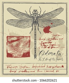 Vector banner with drawing of dragonfly, handwritten inscriptions and ink stains in retro style