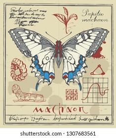 Vector banner with drawing of a Papilio machaon butterfly and it larva on the background of old manuscript with ink stains. Illustration of a butterfly machaon with pale wings in retro style