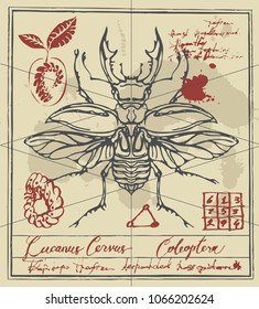 Vector banner with drawing of a stag-beetle, handwritten inscriptions and ink stains in retro style