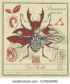 Vector banner with drawing of a stag-beetle and it larva, handwritten inscriptions and ink stains in retro style. Lucanus cervus