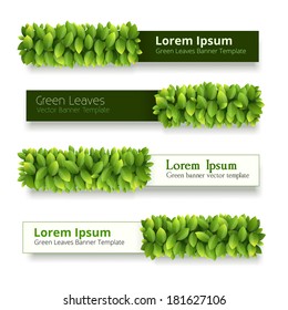 Vector banner of green leaves with titles on white background