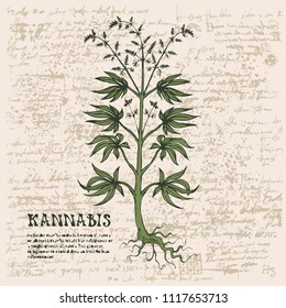 Vector banner with hand-drawn cannabis plant on abstract old papyrus background or grunge style manuscript. Hemp, Cannabis or marijuana, medicinal plant. Smoking weed