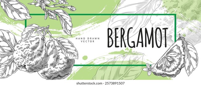 Vector banner with illustration of bergamot citrus fruit in black and white with leaves, flowers, and a slice. Hand drawn poster with horizontal frame and bright green brushstrokes. Exotic fruit.