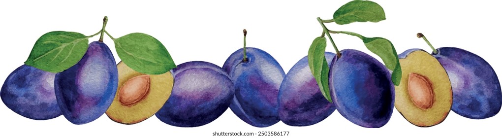 Vector banner made of whole plums and halves, white background, watercolor illustration, for card invitation design backgrounds cosmetics