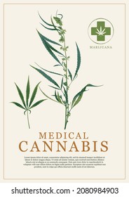 Vector banner in retro style for medical cannabis. Botanical illustration with a realistic drawing of a hemp or marijuana medicinal plant, inscription and a place for text on a light background.