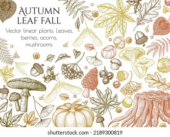 Vector banner template autumn in woodcut style. Oak leaf, acorns, berries, maple leaves, ginkgo, mushrooms, stump, chestnut, physalis, wild rose, mountain ash