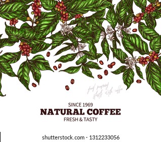 Vector banner template with branches of coffee tree with flowers, leaves, berries and beans. Hand drawn colorful design with sketch vintage engraving botanical and floral illustration. Seamless border