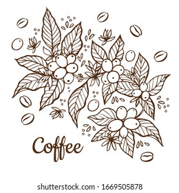 Vector banner template with branches of coffee tree with flowers, leaves, berries and beans. Border coffee plant