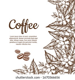 Vector banner template with branches of coffee tree with flowers, leaves, berries and beans. Border coffee plant