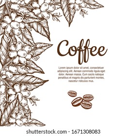Mapa vectorial con ramas de árbol de café con flores, hojas, bayas y frijoles. Planta de café fronterizo