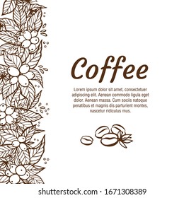 Vector banner template with branches of coffee tree with flowers, leaves, berries and beans. Border coffee plant