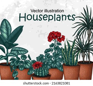 Estilo de grabado de flores en macetas de la plantilla de la bandera del vector. Cactus lobivia lineal gráfica, sansevieria, ficus, pilea, dracaena, geranio