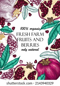 Vector banner template in engraving style. Graphic linear and colored pomegranate fruits and leaves