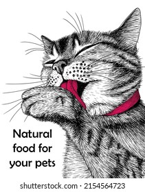 Vector banner template with graphic linear striped cat washing his face with his paw in engraving style