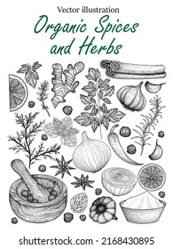 Vector banner template of spices and herbs in engraving style. Graphic linear rosemary, peppercorns, lavender, anise, cinnamon, onion, mint, lemon, chili pepper, curry, parsley, garlic, dill, ginger