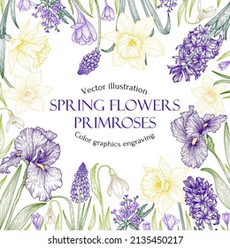 Vector banner template with spring graphic linear flowers. Frame of primroses. Snowdrops, irises, hyacinths, muscari, crocuses, daffodils, brunner in engraving style