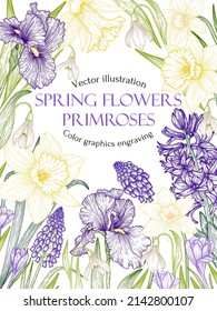 Vector banner template with spring graphic linear flowers. Frame of primroses in engraving style. Snowdrops, irises, hyacinths, muscari, crocuses, daffodils, brunner