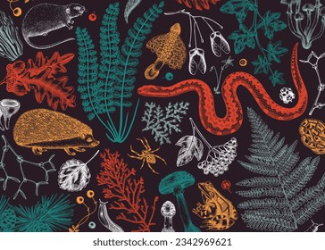 Vector banner with woodland animals, ferns, mushrooms, fall leaves and autumn plant sketch. Beautiful botanical design template in color. Hand drawn autumn forest background for print