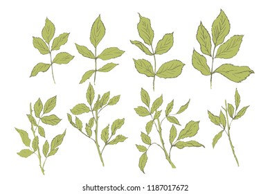 Vector banners with garden rose leaves on white background. 