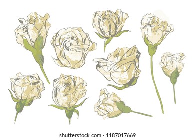 Vector banners with garden roses flowers on white background. 