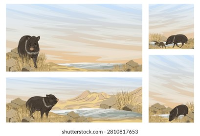 Vector banners set featuring collared peccary or javelina Pecari tajacu family in desert oasis landscape with mountains and waterhole