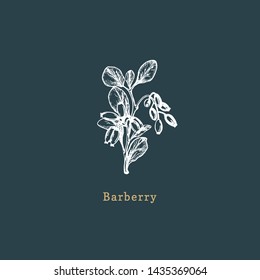 Vector Barberry sketch. Drawn spice herb in engraving style. Botanical illustration of organic, eco plant. Used for farm sticker, shop label etc.