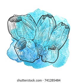 vector barnacle at blue watercolor background, hand drawn illustration