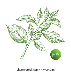 Vector basil hand draw