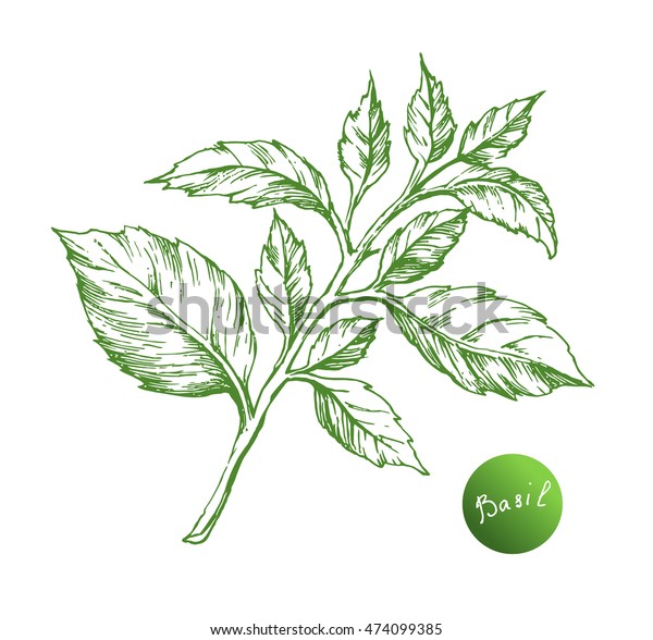 Vector Basil Hand Draw Stock Vector (Royalty Free) 474099385 | Shutterstock