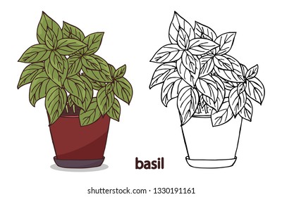 Vector basil illustration. Basil plant in pot isolated on white background. Hand drawn garden herbs and plants coloring template