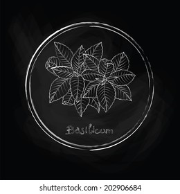 Vector basil leaves, imitation of chalk on the surface of the slate. Basil. Vector illustration 