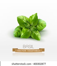 Vector basil leaves isolated on white background