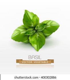 Vector Basil Leaves Isolated On White Background