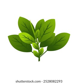 Vetor de folhas de manjericão, uma planta com um aroma distinto
