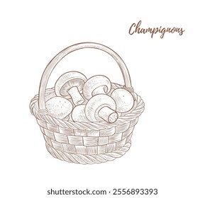 Vector basket with champignons line art illustration, graphic line mushrooms combination. Mushrooms for food. champignon. Great for any designs, textile, art, walls, package