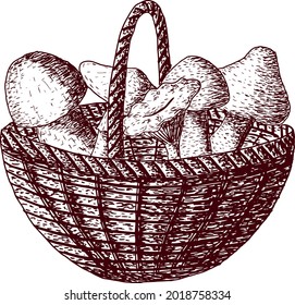 Vector basket with mushrooms isolated on white background in strokes