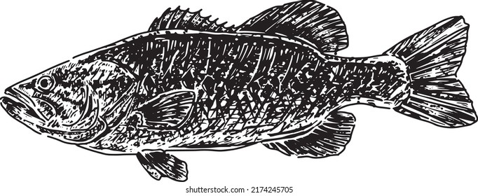 Vector "Bass Fish Drawing" on White background. Vector for print design, printing on T-shirts, sweatshirts, posters, covers of notebooks and sketchbooks.