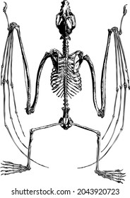 Vector Bat Skeleton 