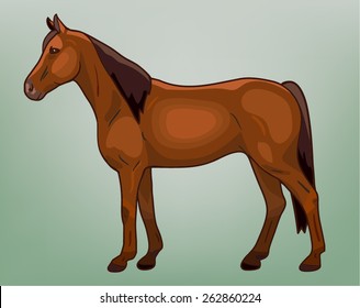 vector bay horse