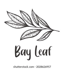 Vector of Bay leaf hand drawn sketch style. Drawing element design. Used for menu, poster, banner, label, logo or printed t-shirts, etc.