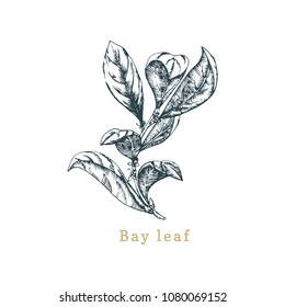 Vector bay leaf sketch. Drawn spice herb. Botanical illustration of organic, eco plant. Used for farm sticker, shop label etc.