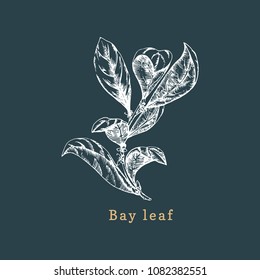 Vector bay leaf sketch. Drawn spice herb. Botanical illustration of organic, eco plant. Used for farm sticker, shop label etc.