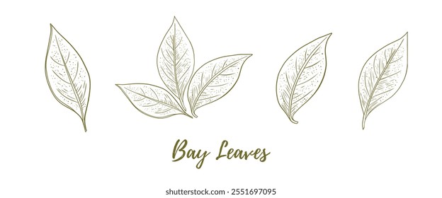 Vector bay leaves line art illustration, graphic line art. Bay leaf spice for mulled wine. Elegant line botanical illustration. Great for any designs, textile, art, walls, package