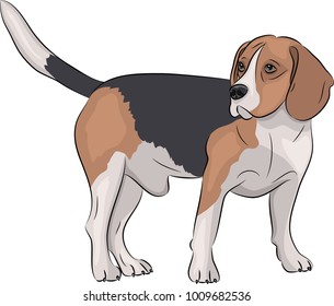 Vector. Beagle dog.