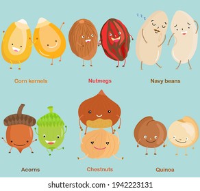 Vector of Bean, Nut, Seed - Corn kernel, Nutmeg, Navy bean, Acorn, Chestnut, Quinoa. A set of cute colorful legume icon collection isolated on white background